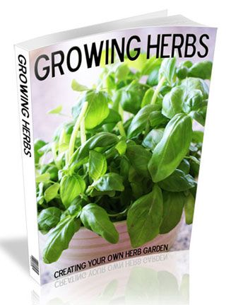 Growing Herbs